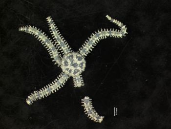 Media type: image; Invertebrate Zoology OPH-4149   Description: dorsal view of specimen;